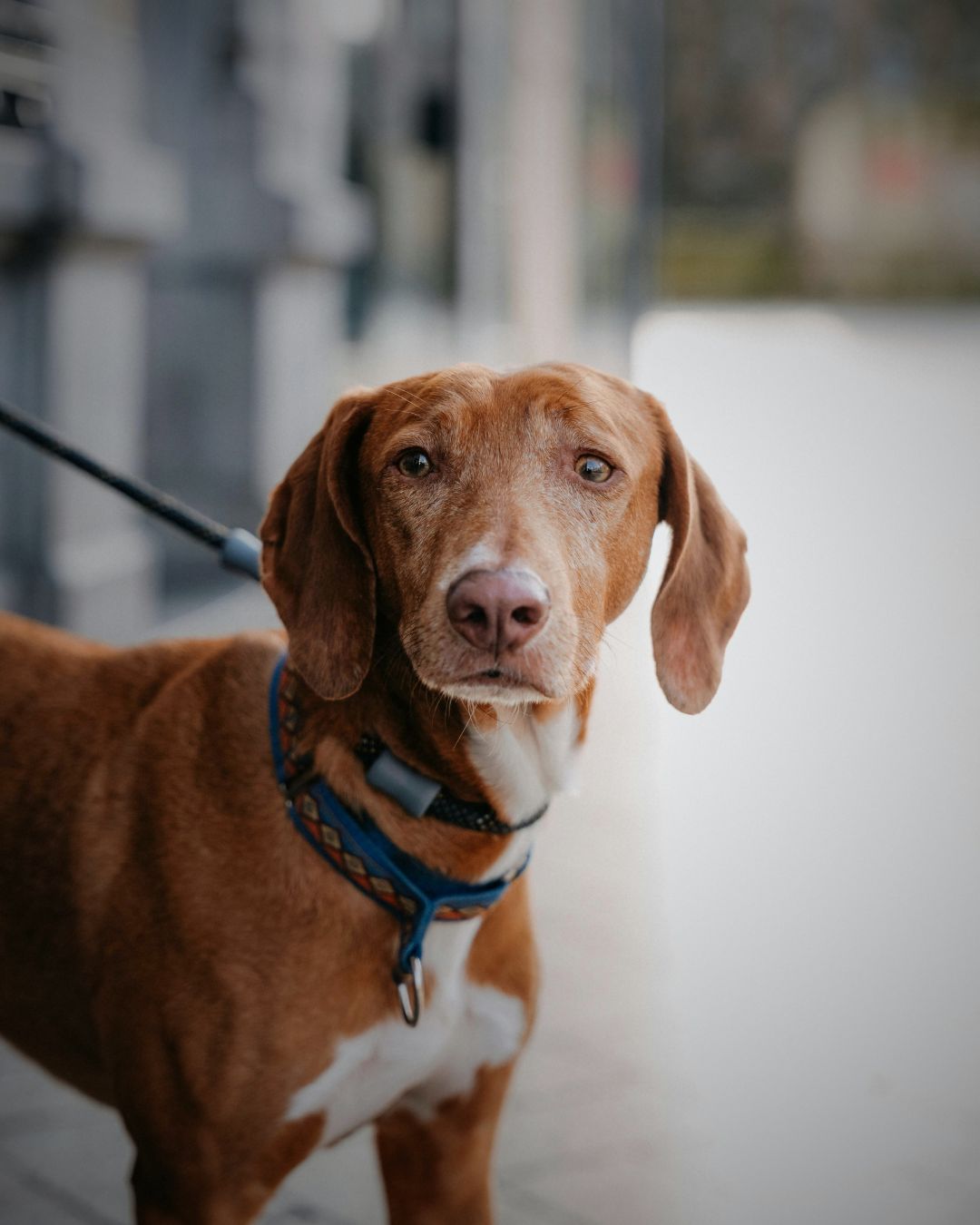 Dog Collars & Leashes