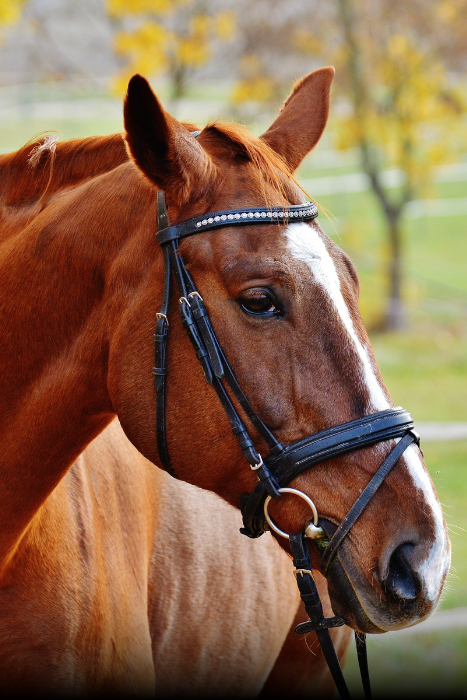 horse saddlery manufacturer in Kanpur