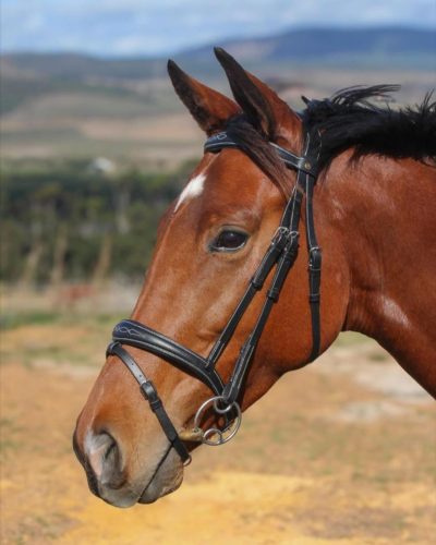Bridles