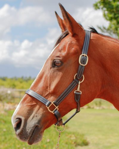 Premium Bridles